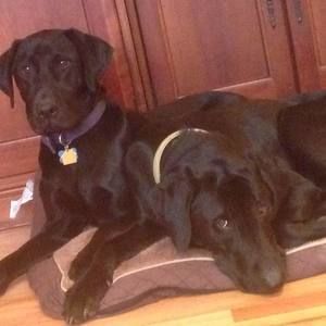 Meet your Posher, Devon